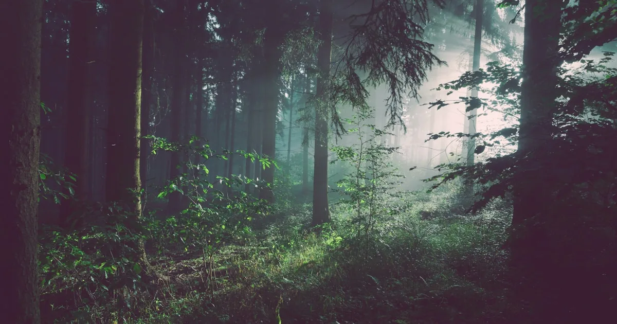 Ferns like these are among the oldest groups of vascular plants still alive today, with origins stretching back more than 360 million years. Their survival through multiple mass extinctions makes them living windows into Earth's deep botanical past. Photo: Unsplash / John Towner.