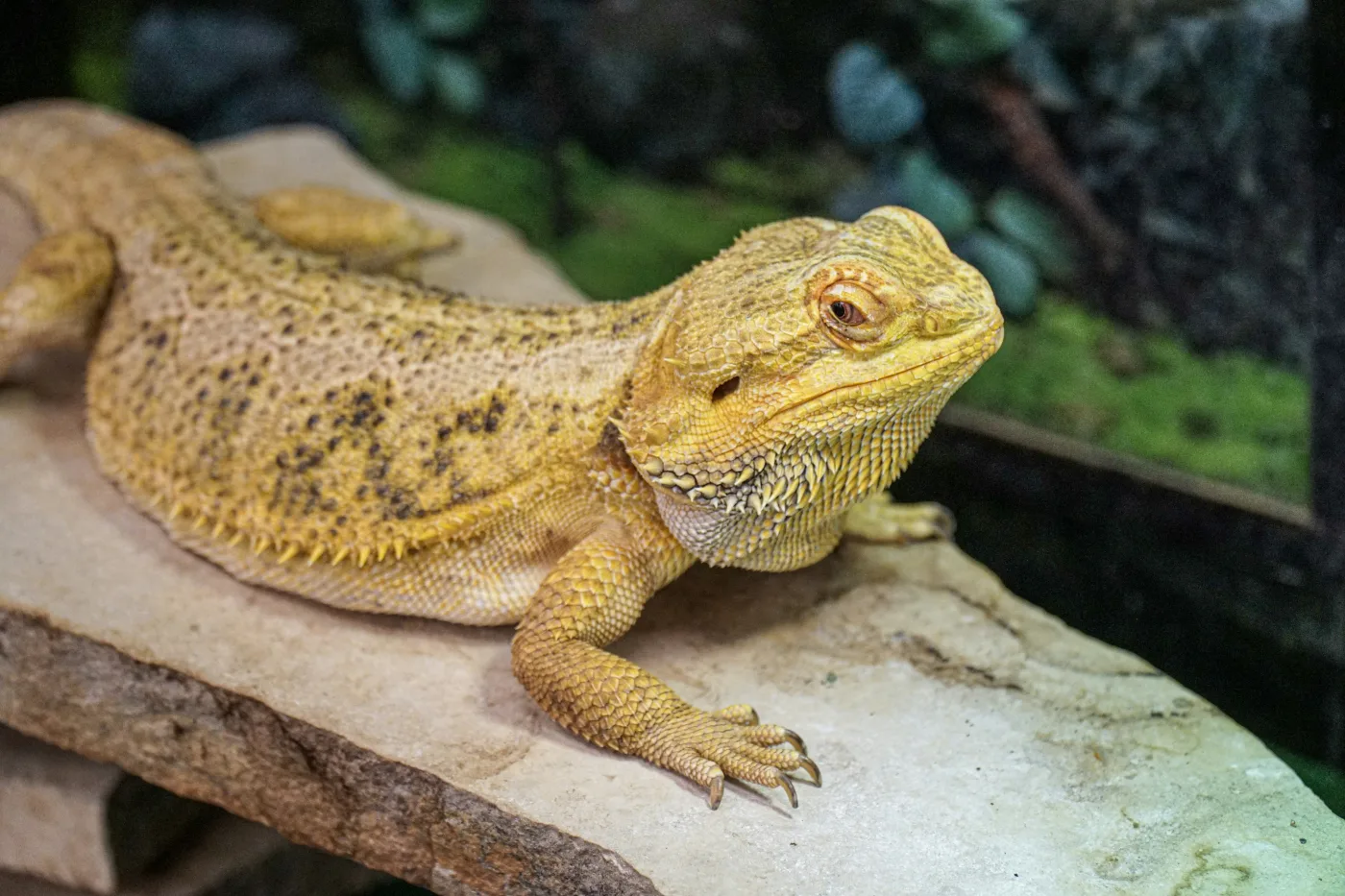 A wild Texas horned lizard basks on a rocky outcrop. Once common across the Southern Great Plains, this species has declined so sharply that new assisted reproduction techniques — including the first-ever sperm cryopreservation — are now critical for its survival. Photo: Unsplash.