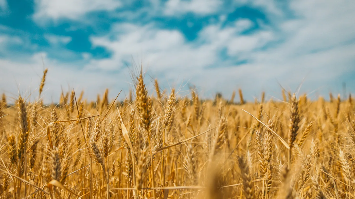 Fig. 1 — Mature wheat field at harvest, dense cultivated stand