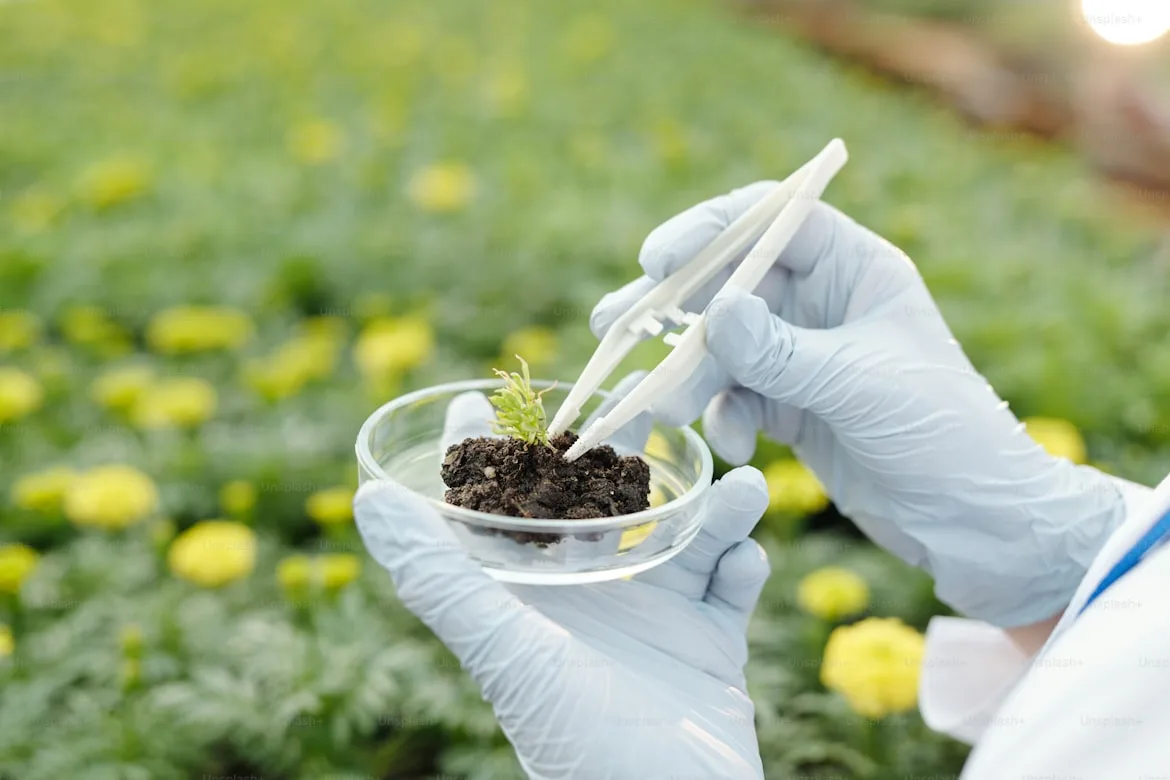 A researcher in protective gloves carefully examines a young plant sample taken from a marigold field, holding it in a glass petri dish with tweezers — the same kind of fieldwork that supports laboratory protein studies on this widely grown flower. Scientists say millions of such flowers go to waste every year, despite containing proteins that could one day end up in everyday foods. Credit: Unspla