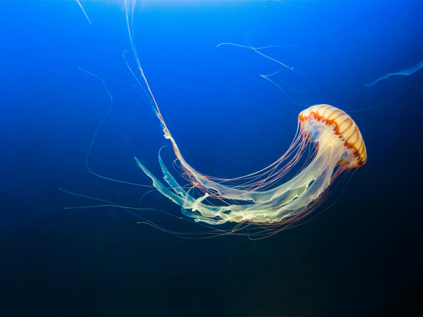 A jellyfish drifts through dark blue water, its orange-striped bell and trailing tentacles lit by sunlight from above. The immortal jellyfish belongs to the same ancient family, but it is far smaller, only the size of a grain of rice, and almost see-through. Image: NavsoraTimes archive.